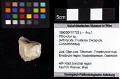 Foto (Objket + Etiketten) von Cycloprosopon sp. 